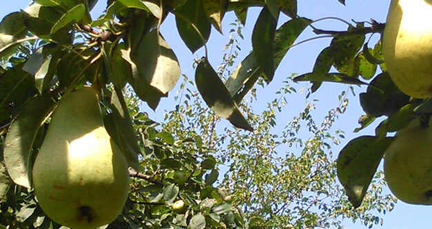 Jesen stiže dunjo moja… jabuko, kruško, papriko…
