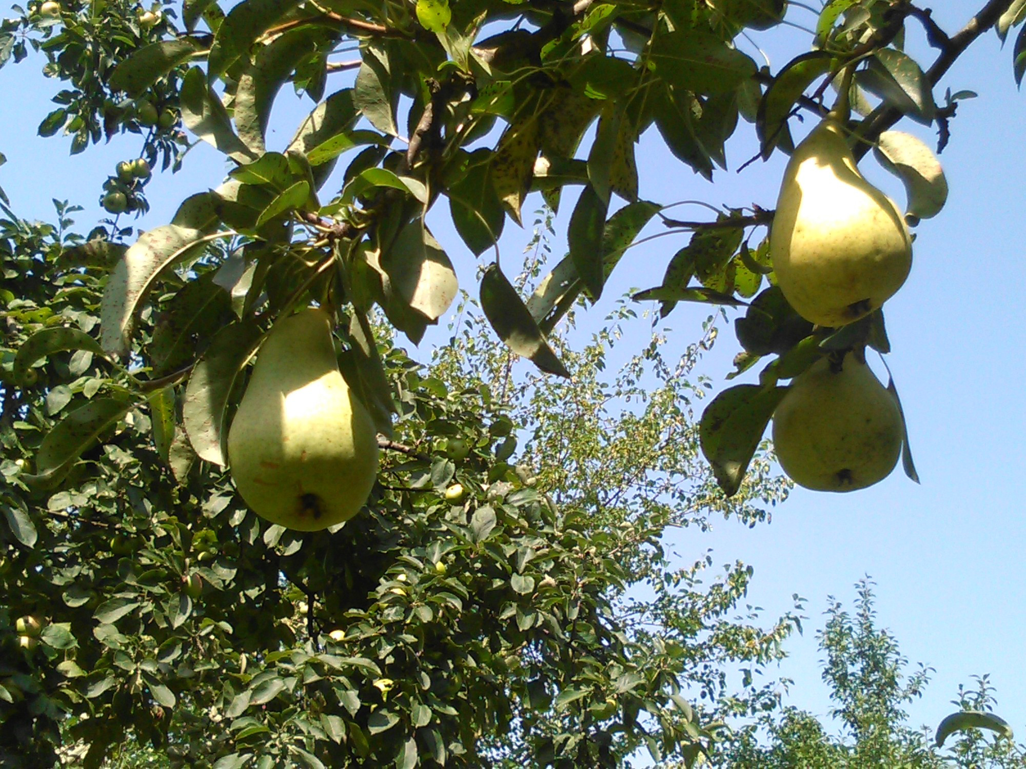 Jesen stiže dunjo moja… jabuko, kruško, papriko…
